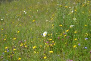 Artenreiche Bergwiese mit vielen verschiedenen Kräutern